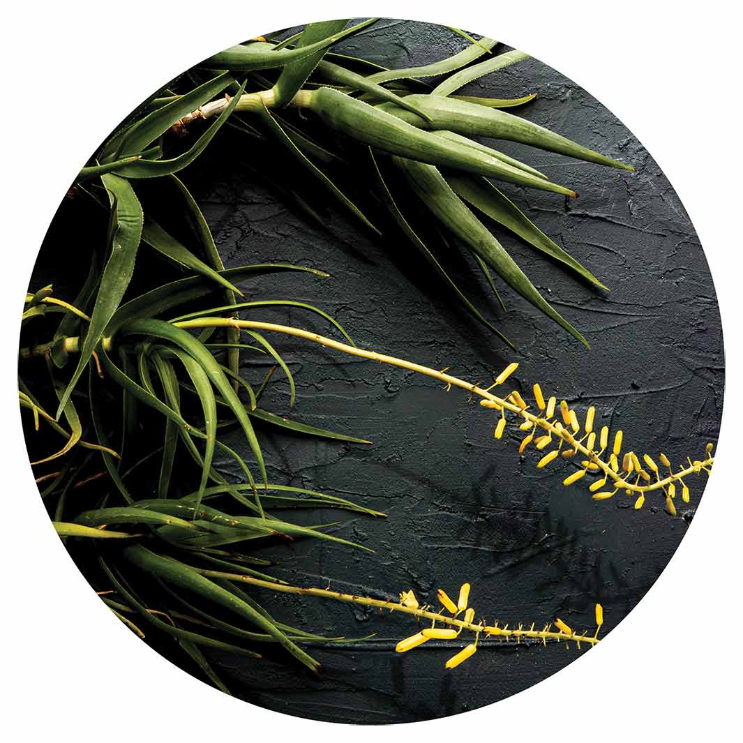 NATURAL YELLOW BLOSSOMS ALOE BUSH ON GREY POT STAND