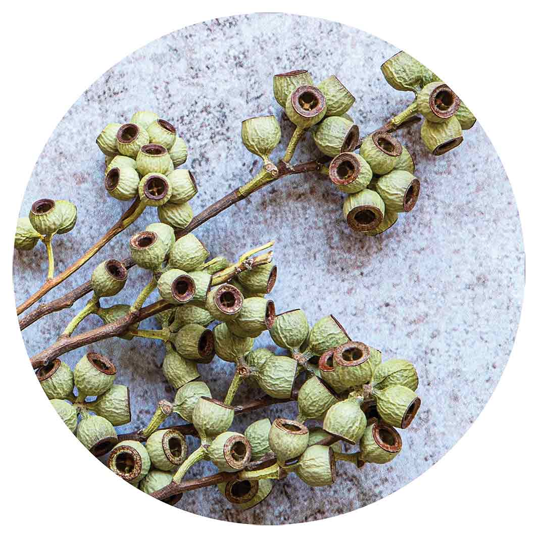 NATURAL GREEN NATURAL AMBERNUTS POT STAND