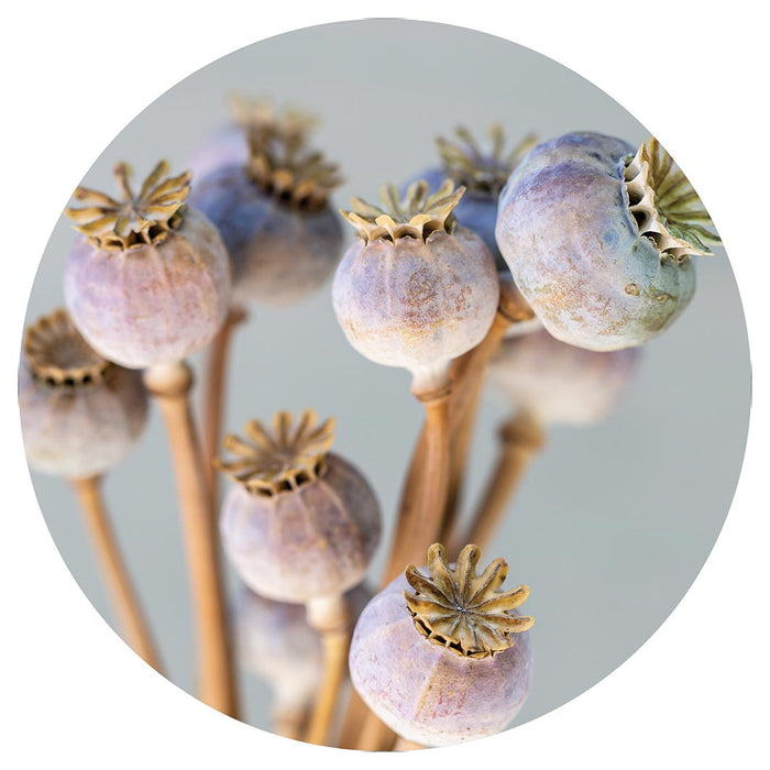 NATURAL PURPLE GIANT POPPY SEED BUNCH ON GREY POT STAND