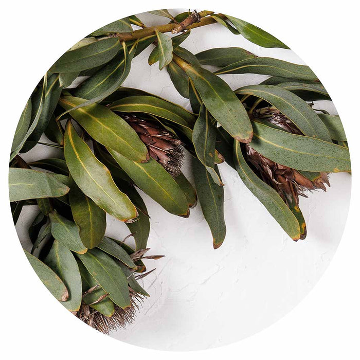 DRIED PROTEA WITH GREEN LEAVES ROUND PLACEMAT