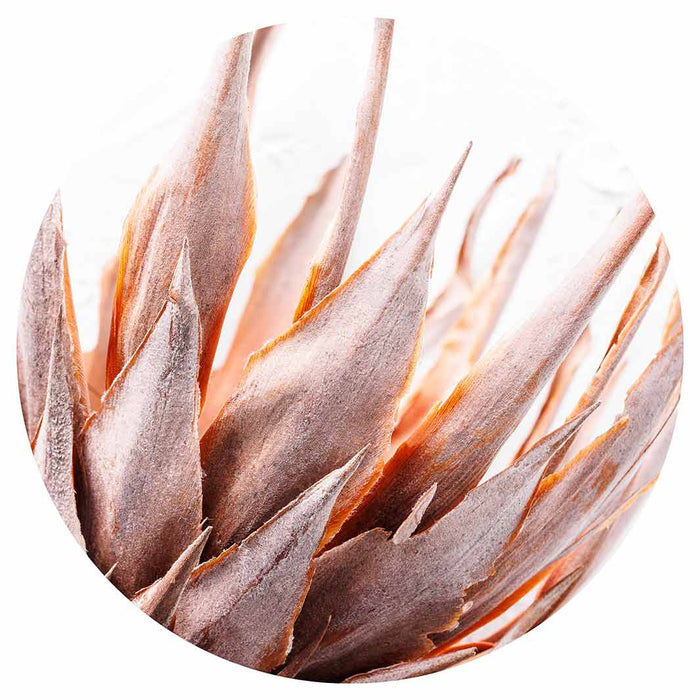 DRIED RUSTIC PINK PROTEA ROUND PLACEMAT