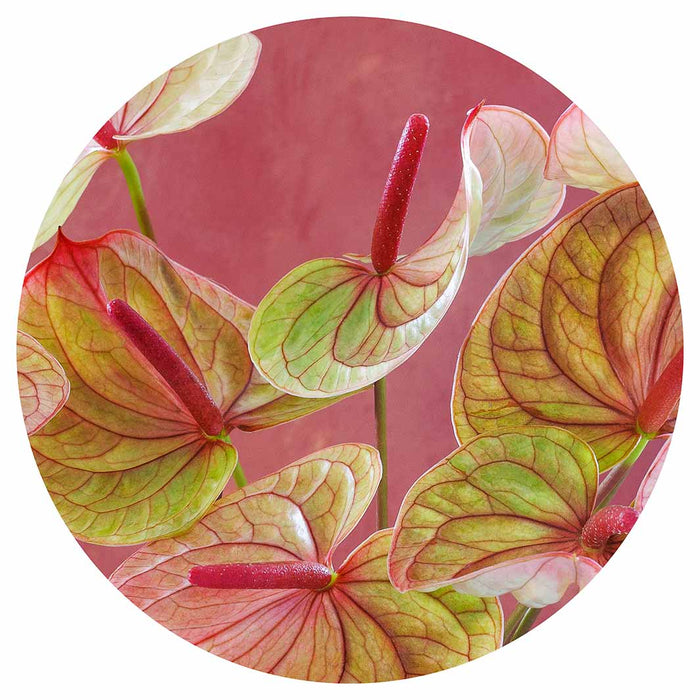 ANTHURIUM LIGHT PINK AND GREEN ON MAGENTA ROUND PLACEMAT