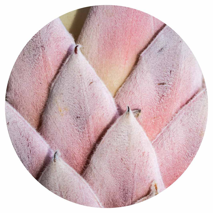 FLORAL DEEP PINK KING PROTEA LEAVES ROUND PLACEMAT