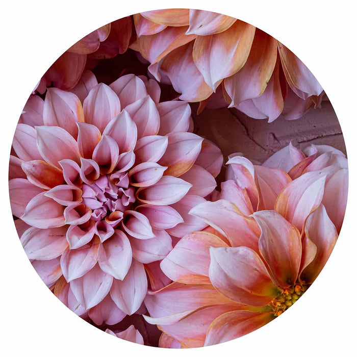 FLORAL PINK AND ORANGE DAHLIA FLOWERS ROUND PLACEMAT