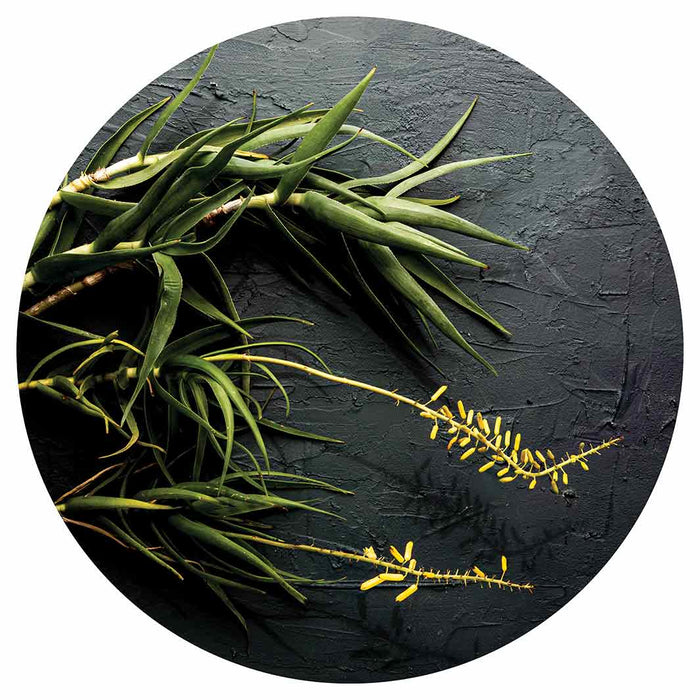 NATURAL YELLOW BLOSSOMS ALOE BUSH ON GREY ROUND PLACEMAT