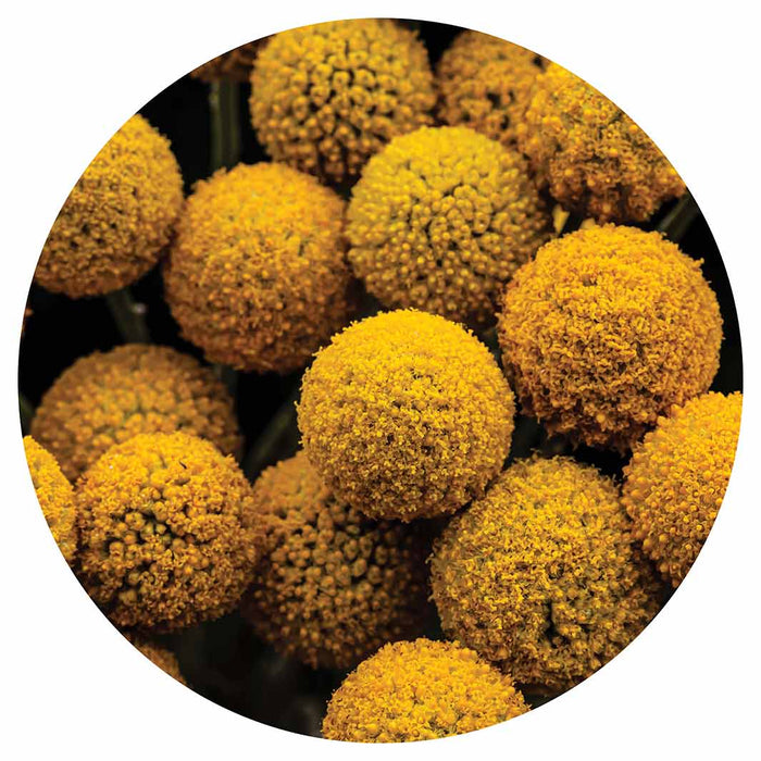 NATURAL YELLOW CRASPEDIA BILLY BUTTON BALLS ROUND PLACEMAT