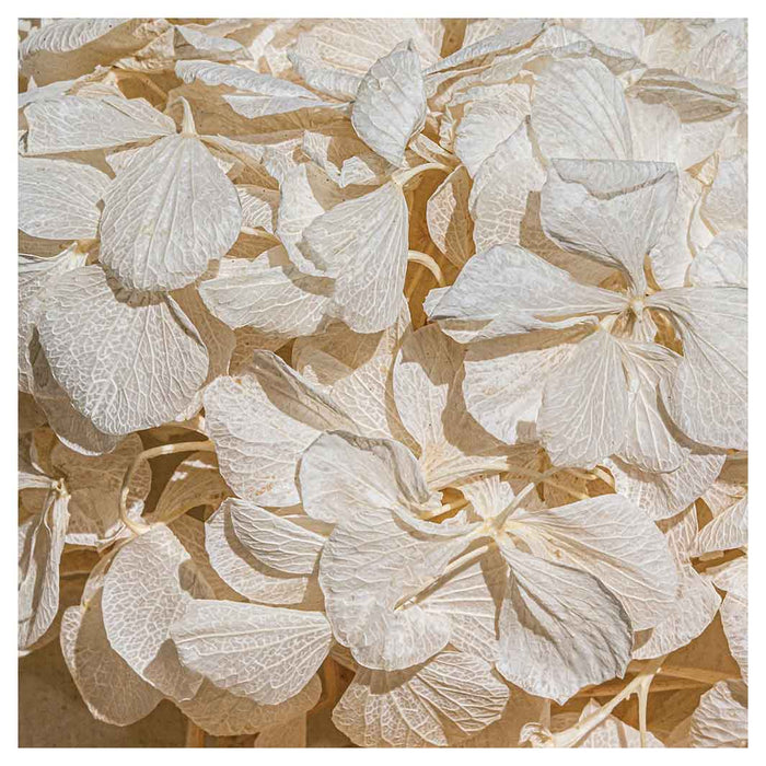 FLORAL CREAM BLEACHED HYDRANGEA LEAVES SQUARE SCATTER CUSHION