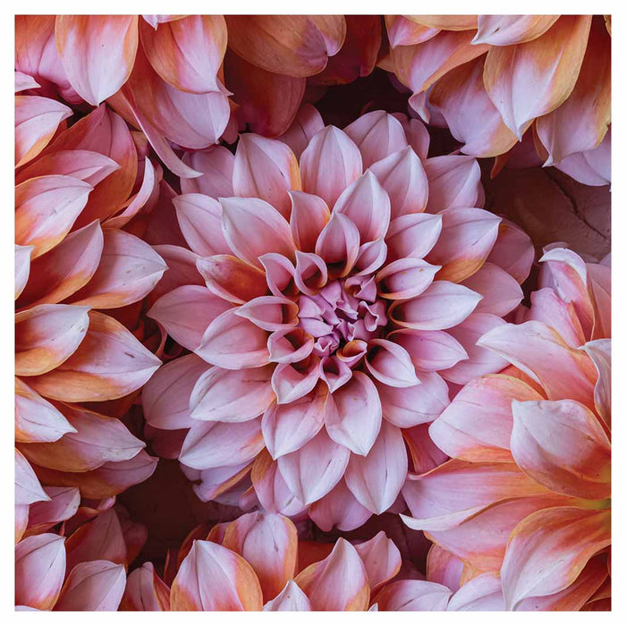 FLORAL PINK AND ORANGE DAHLIA FLOWERS SQUARE SCATTER CUSHION