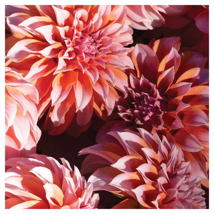 FLORAL ORANGE SCATTERED DAHLIAS WITH LEAVES SQUARE SCATTER CUSHION