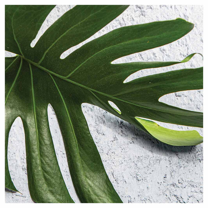 LEAVES GREEN MONSTERA LEAF SQUARE SCATTER CUSHION
