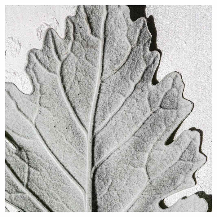 LEAVES GREY MONOCHROME LEAF SQUARE SCATTER CUSHION