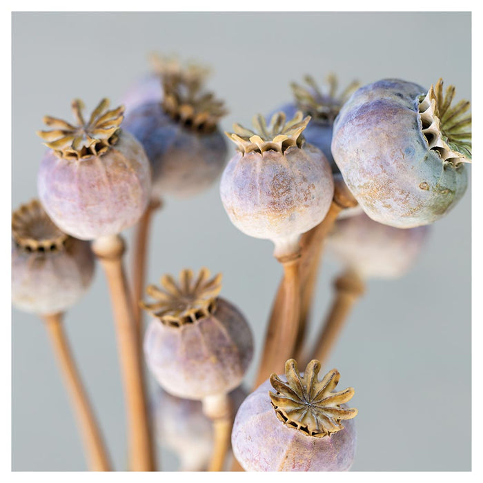 NATURAL PURPLE GIANT POPPY SEED BUNCH ON GREY SQUARE SCATTER CUSHION