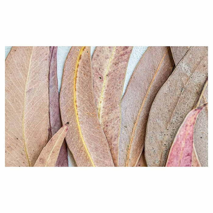 LEAVES PINK DRIED LEAVES RECTANGULAR SCATTER CUSHION