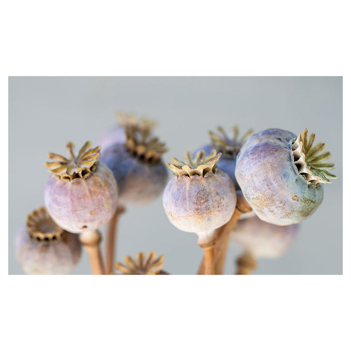 NATURAL PURPLE GIANT POPPY SEED BUNCH ON GREY RECTANGULAR SCATTER CUSHION