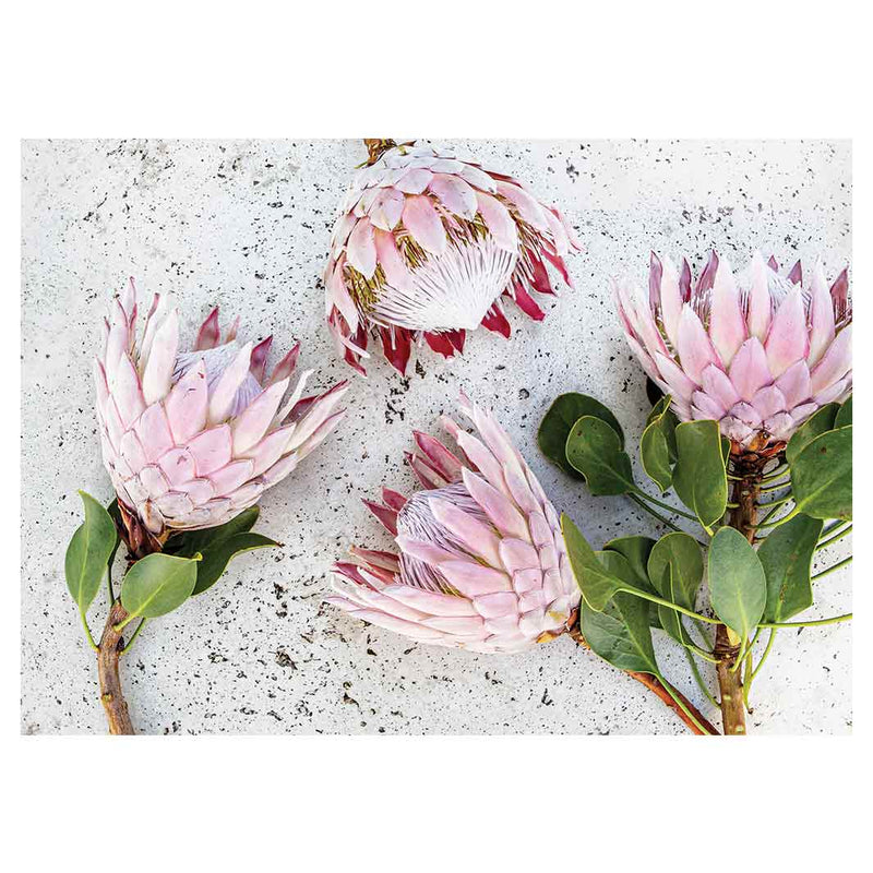 FLORAL PINK PROTEAS ON WHITE TABLECLOTH