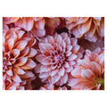 FLORAL PINK AND ORANGE DAHLIA FLOWERS TABLECLOTH