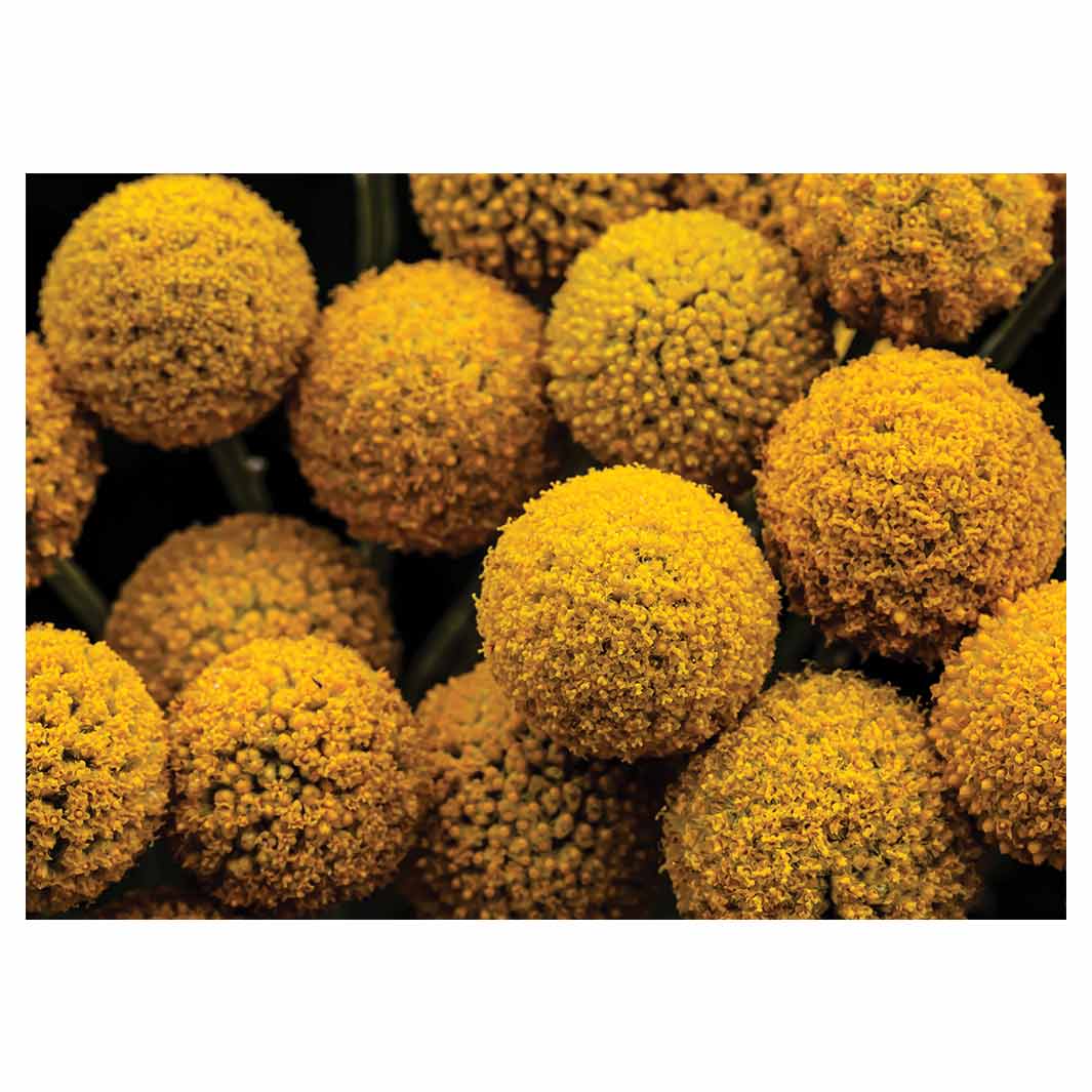 NATURAL YELLOW CRASPEDIA BILLY BUTTON BALLS TABLECLOTH