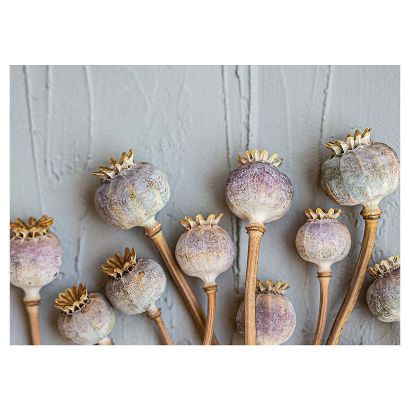 NATURAL PURPLE GIANT POPPY SEEDS ON GREY TABLECLOTH