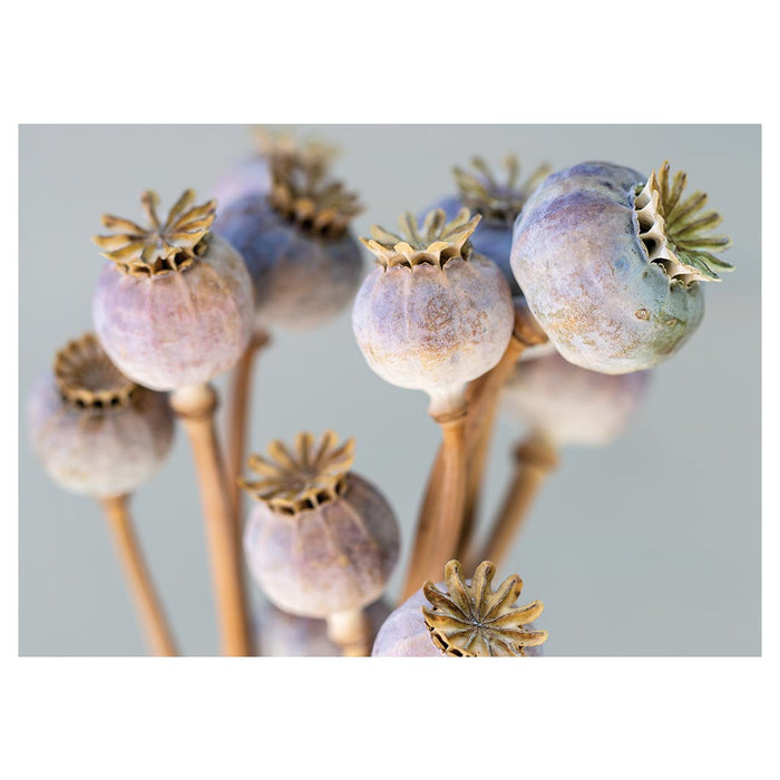 NATURAL PURPLE GIANT POPPY SEED BUNCH ON GREY TABLECLOTH