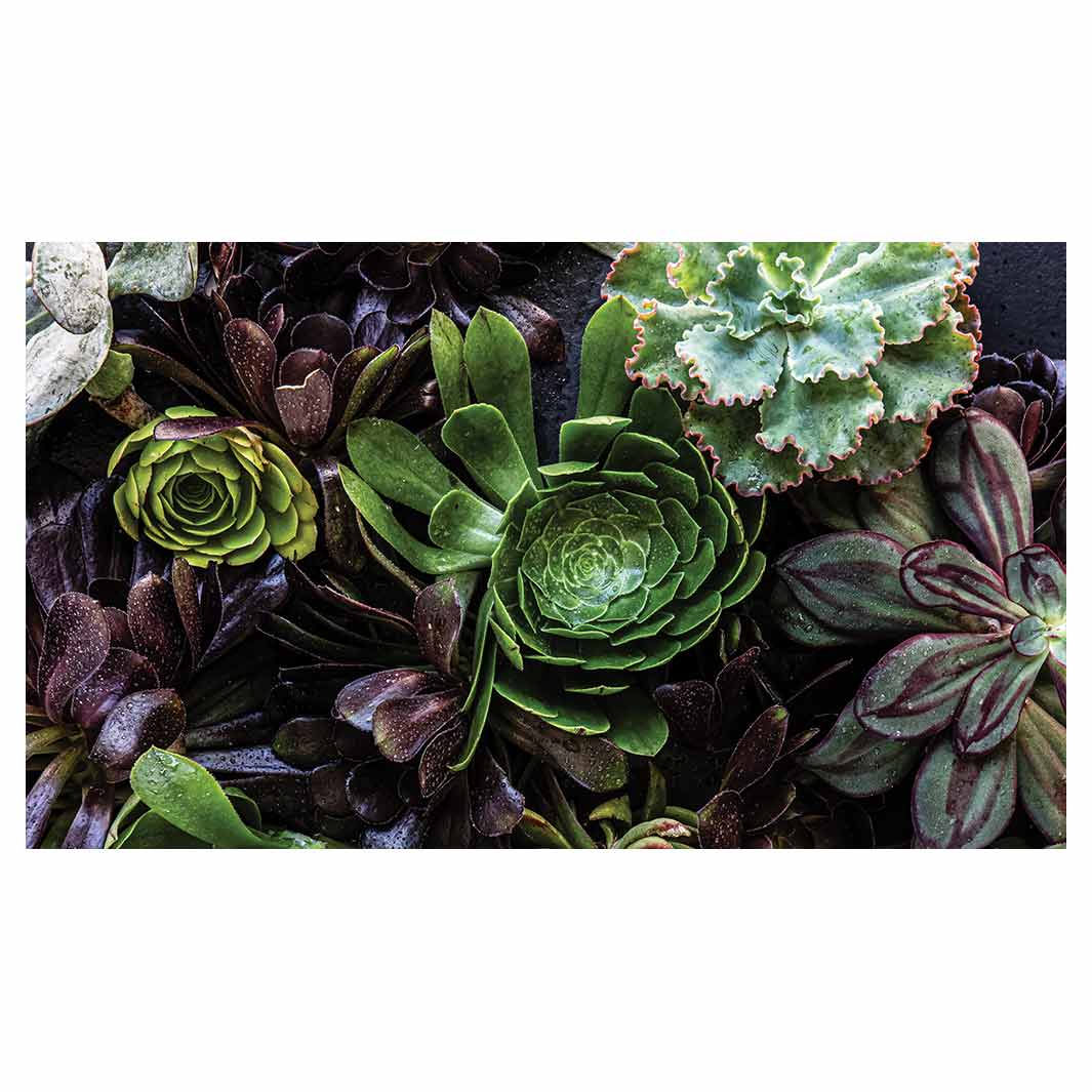 NATURAL GREEN AND PURPLE ALOE GARDEN TABLECLOTH