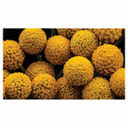 NATURAL YELLOW CRASPEDIA BILLY BUTTON BALLS TABLECLOTH