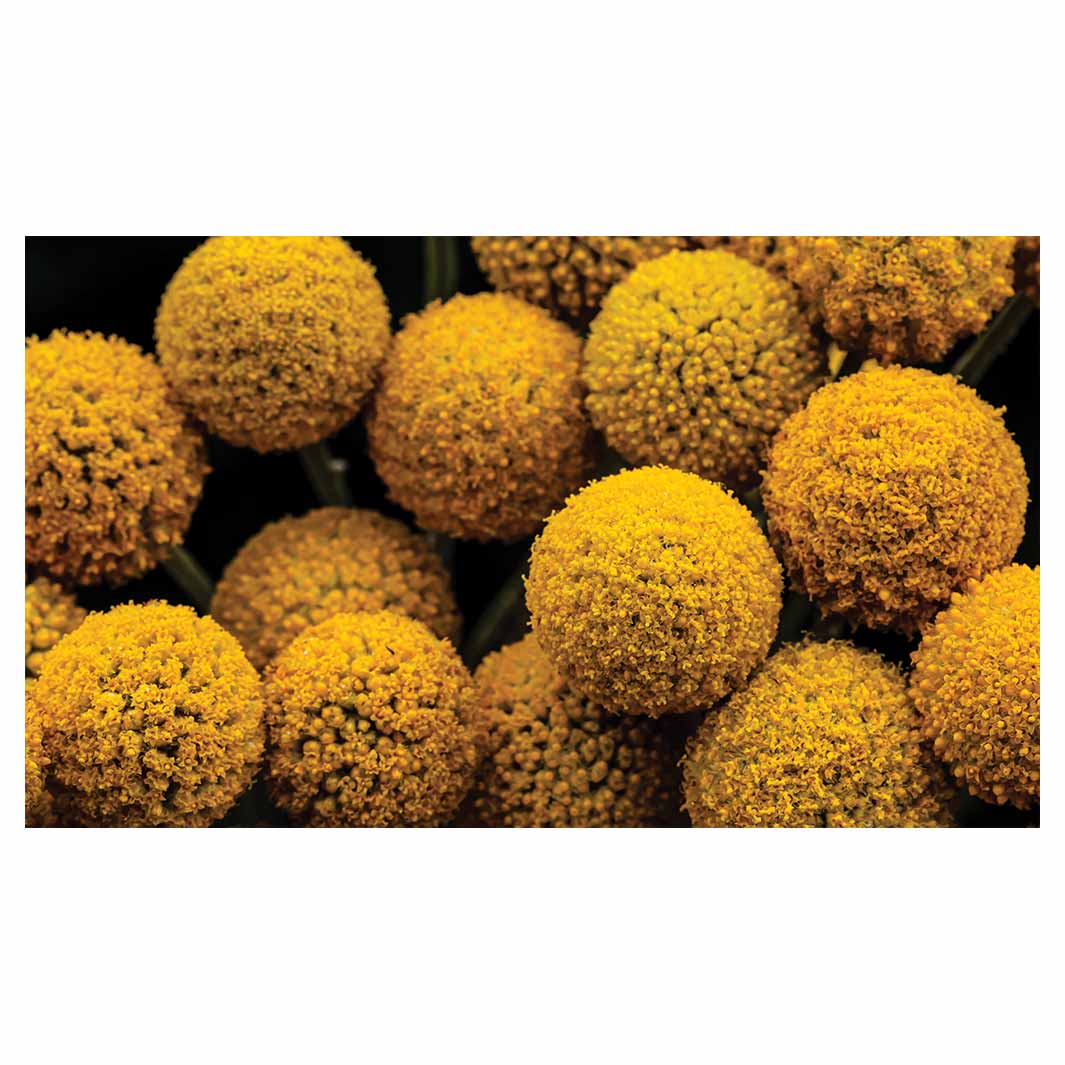 NATURAL YELLOW CRASPEDIA BILLY BUTTON BALLS TABLECLOTH