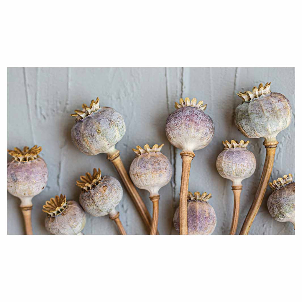 NATURAL PURPLE GIANT POPPY SEEDS ON GREY TABLECLOTH