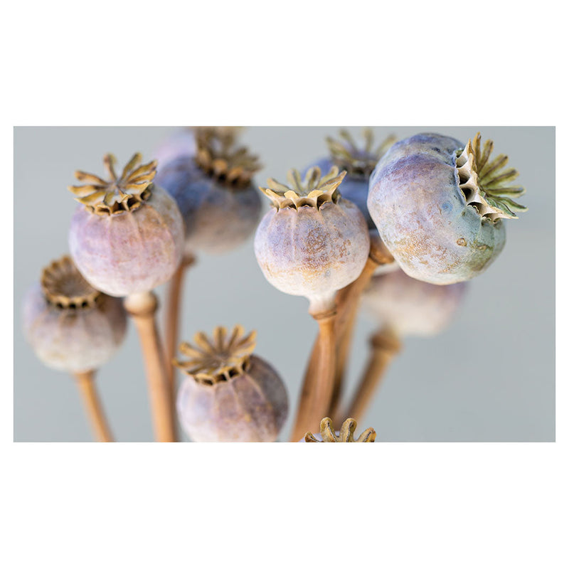 NATURAL PURPLE GIANT POPPY SEED BUNCH ON GREY TABLECLOTH