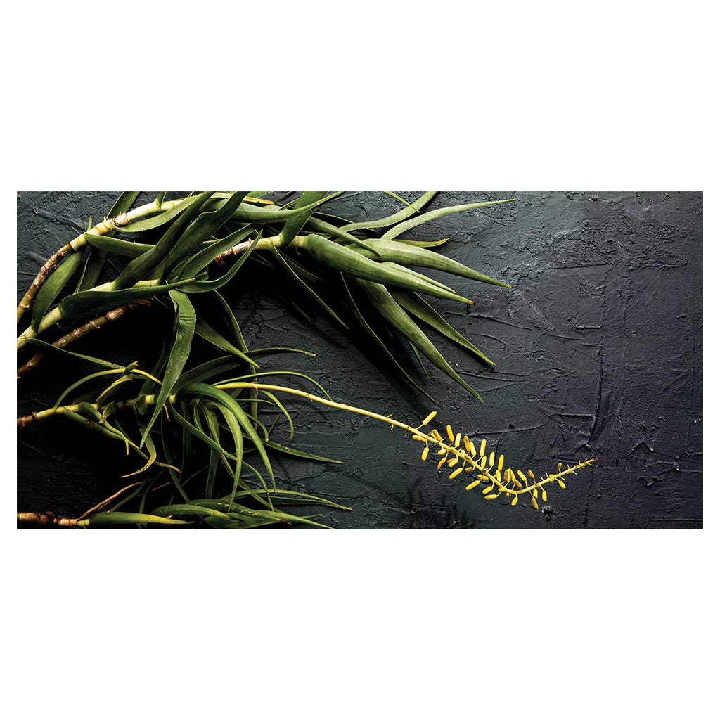 NATURAL YELLOW BLOSSOMS ALOE BUSH ON GREY TABLECLOTH