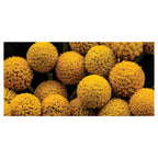 NATURAL YELLOW CRASPEDIA BILLY BUTTON BALLS TABLECLOTH