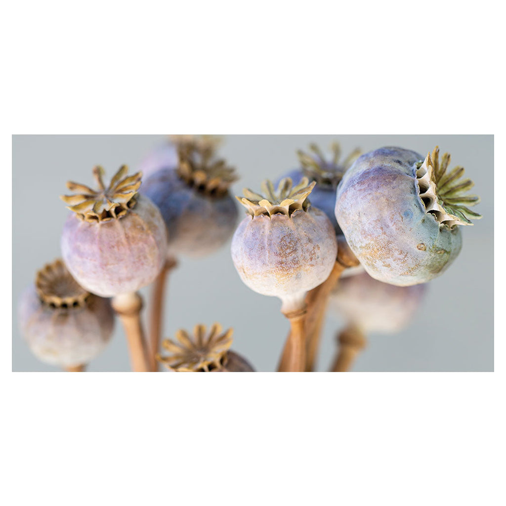 NATURAL PURPLE GIANT POPPY SEED BUNCH ON GREY TABLECLOTH