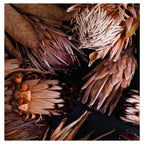 GOLDEN BROWNS PROTEAS TABLECLOTH