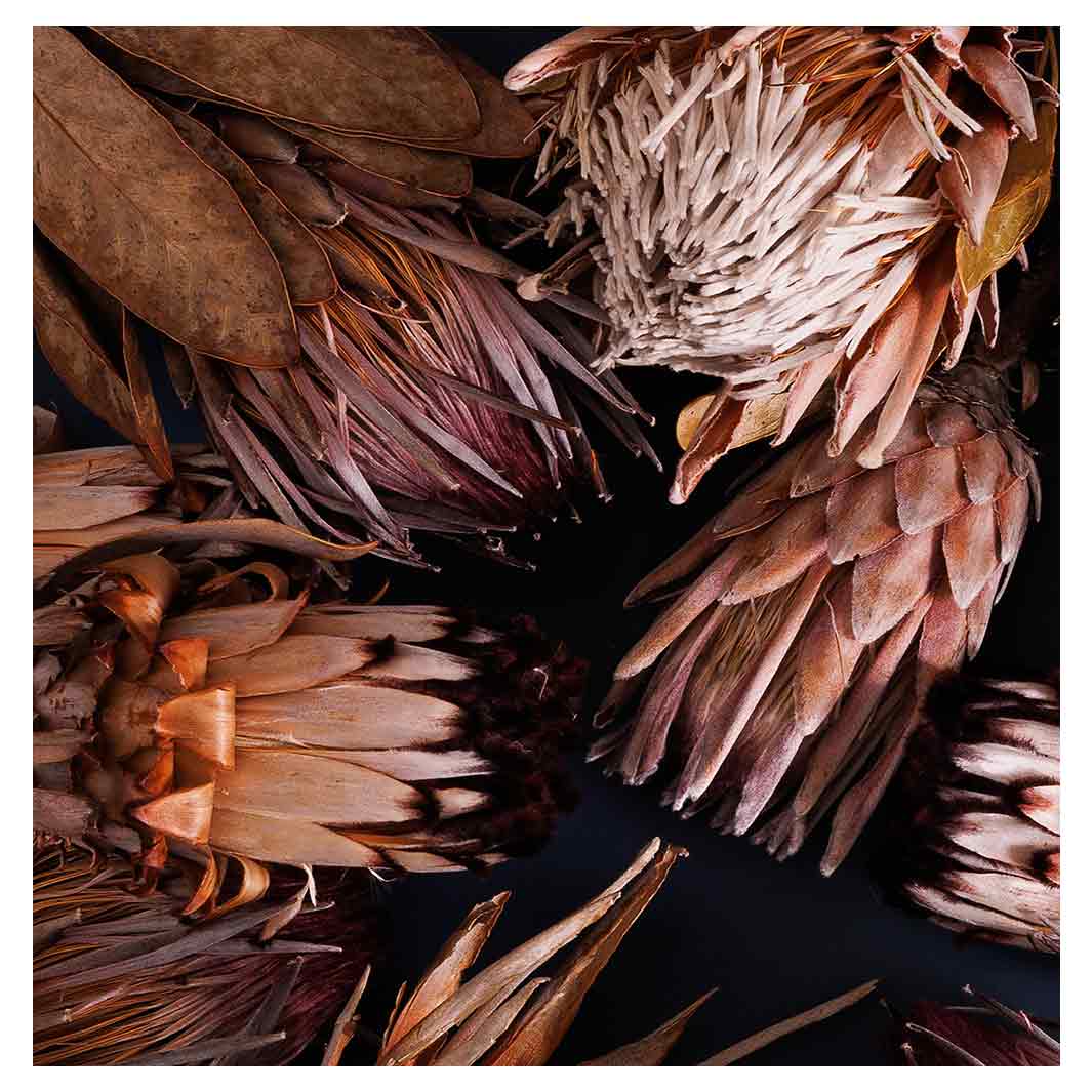 GOLDEN BROWNS PROTEAS TABLECLOTH