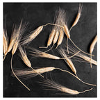 SCATTERED WHEAT ON BLACK TABLECLOTH