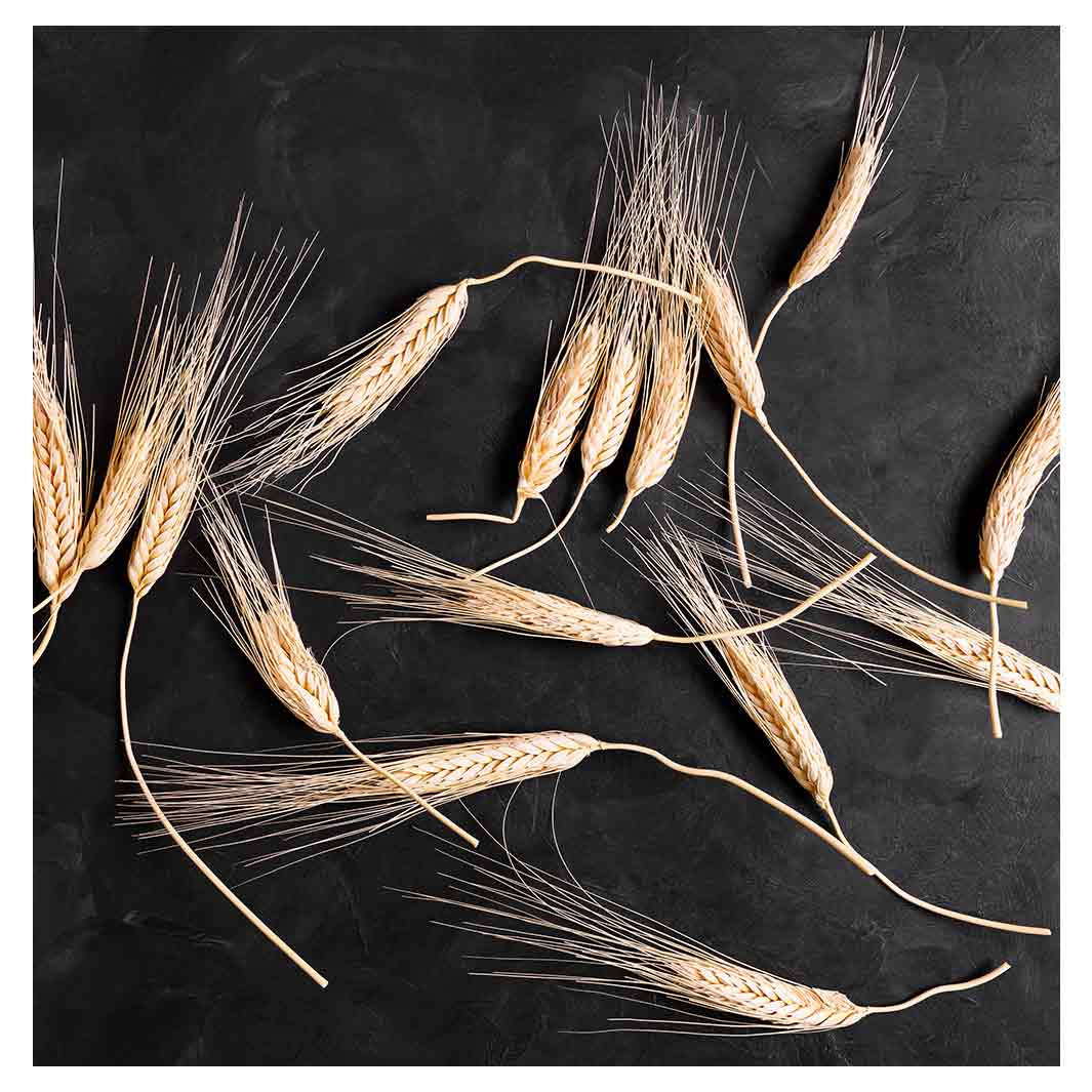 SCATTERED WHEAT ON BLACK TABLECLOTH