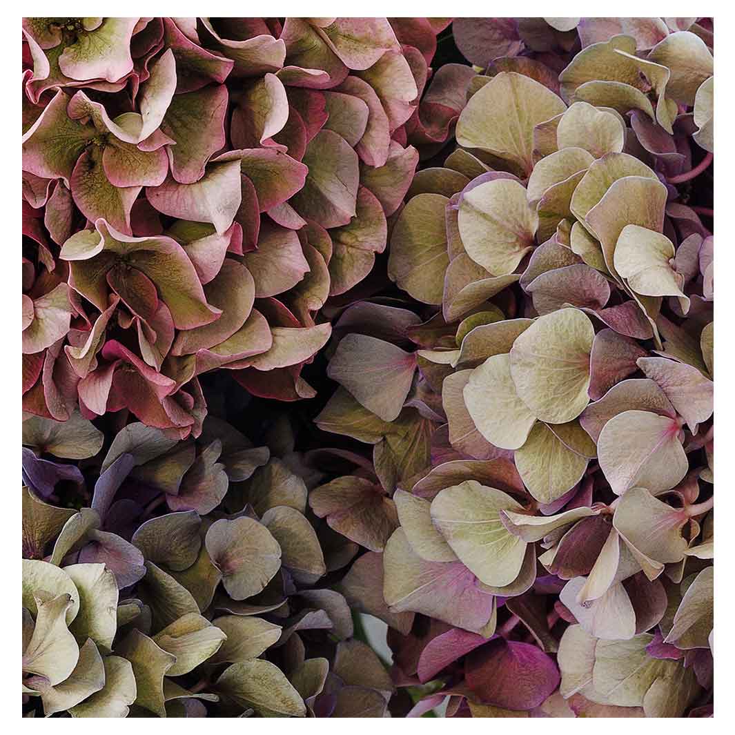 HYDRANGEA DEEP FLORAL TONES TABLECLOTH