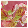 ANTHURIUM LIGHT PINK AND GREEN ON MAGENTA TABLECLOTH