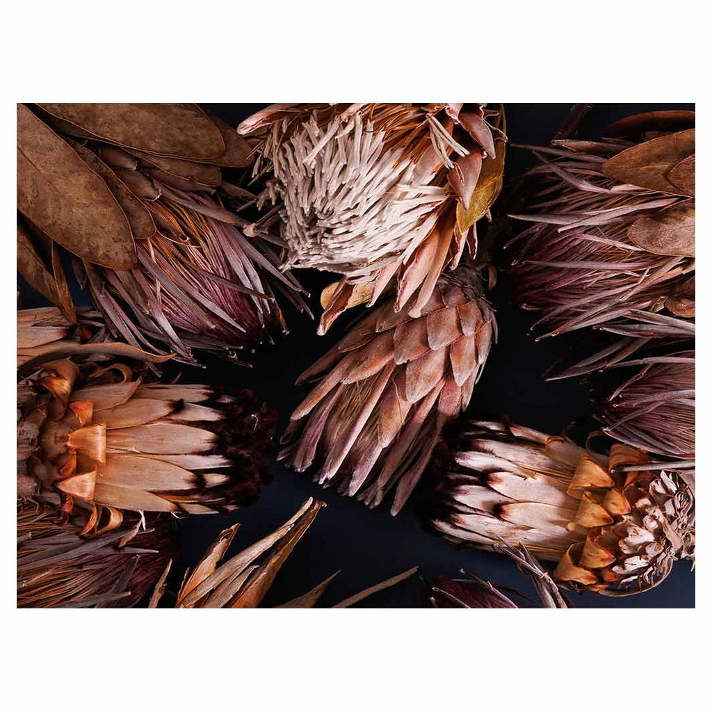 GOLDEN BROWNS PROTEAS TABLECLOTH