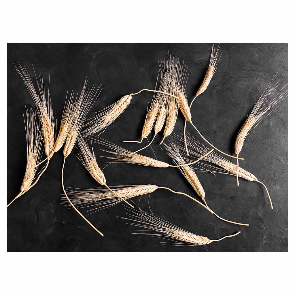 SCATTERED WHEAT ON BLACK TABLECLOTH