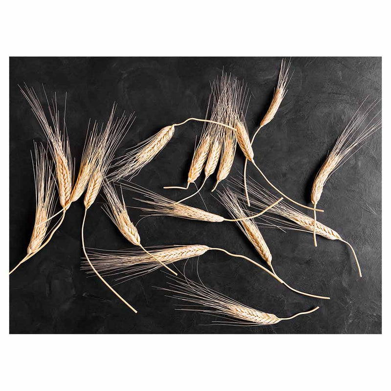 SCATTERED WHEAT ON BLACK TABLECLOTH