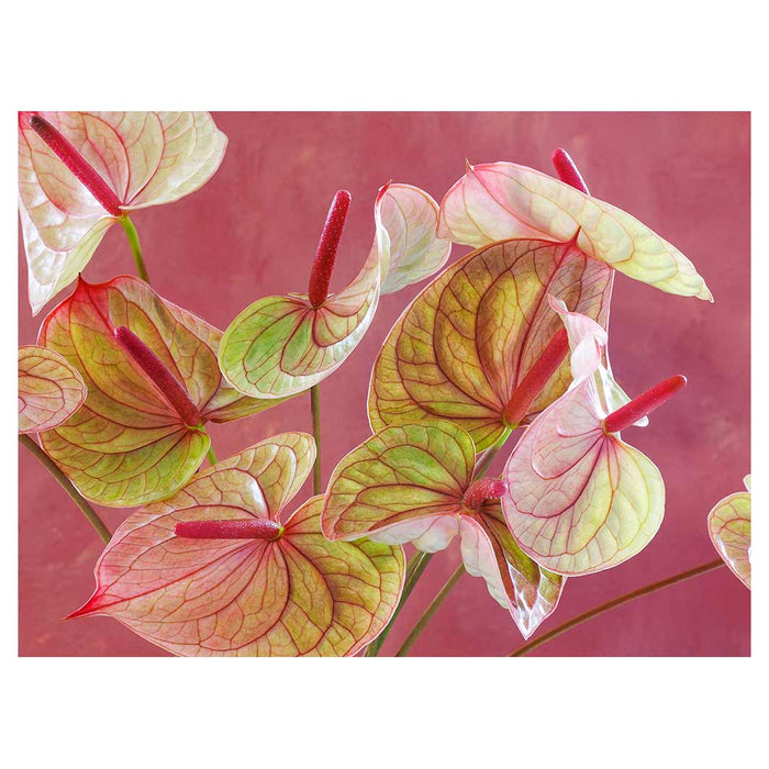 ANTHURIUM LIGHT PINK AND GREEN ON MAGENTA TABLECLOTH