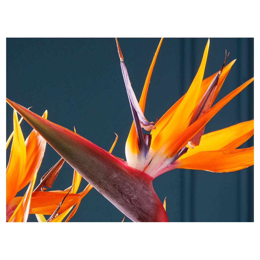 STRELITZIA TRIO ON RICH BLUE TABLECLOTH