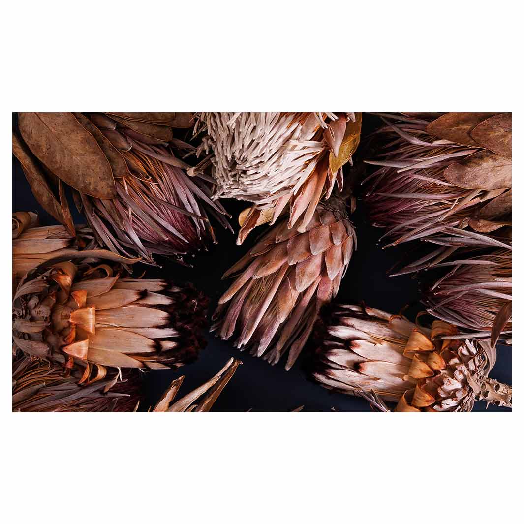 GOLDEN BROWNS PROTEAS TABLECLOTH