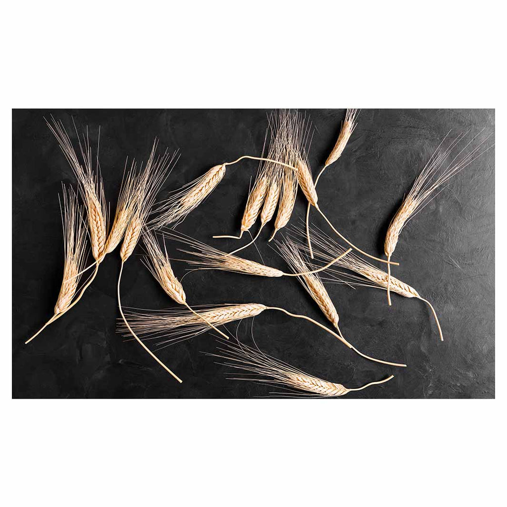 SCATTERED WHEAT ON BLACK TABLECLOTH