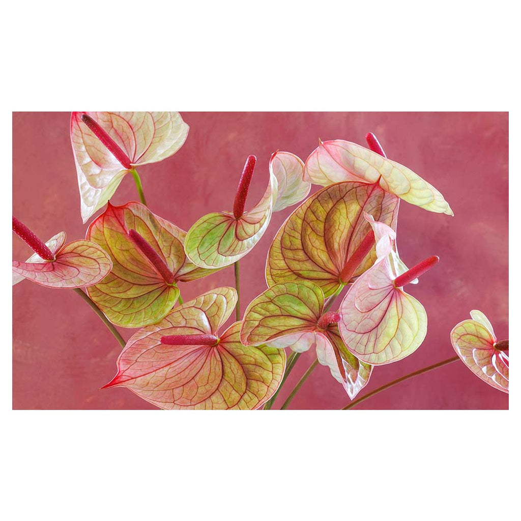 ANTHURIUM LIGHT PINK AND GREEN ON MAGENTA TABLECLOTH