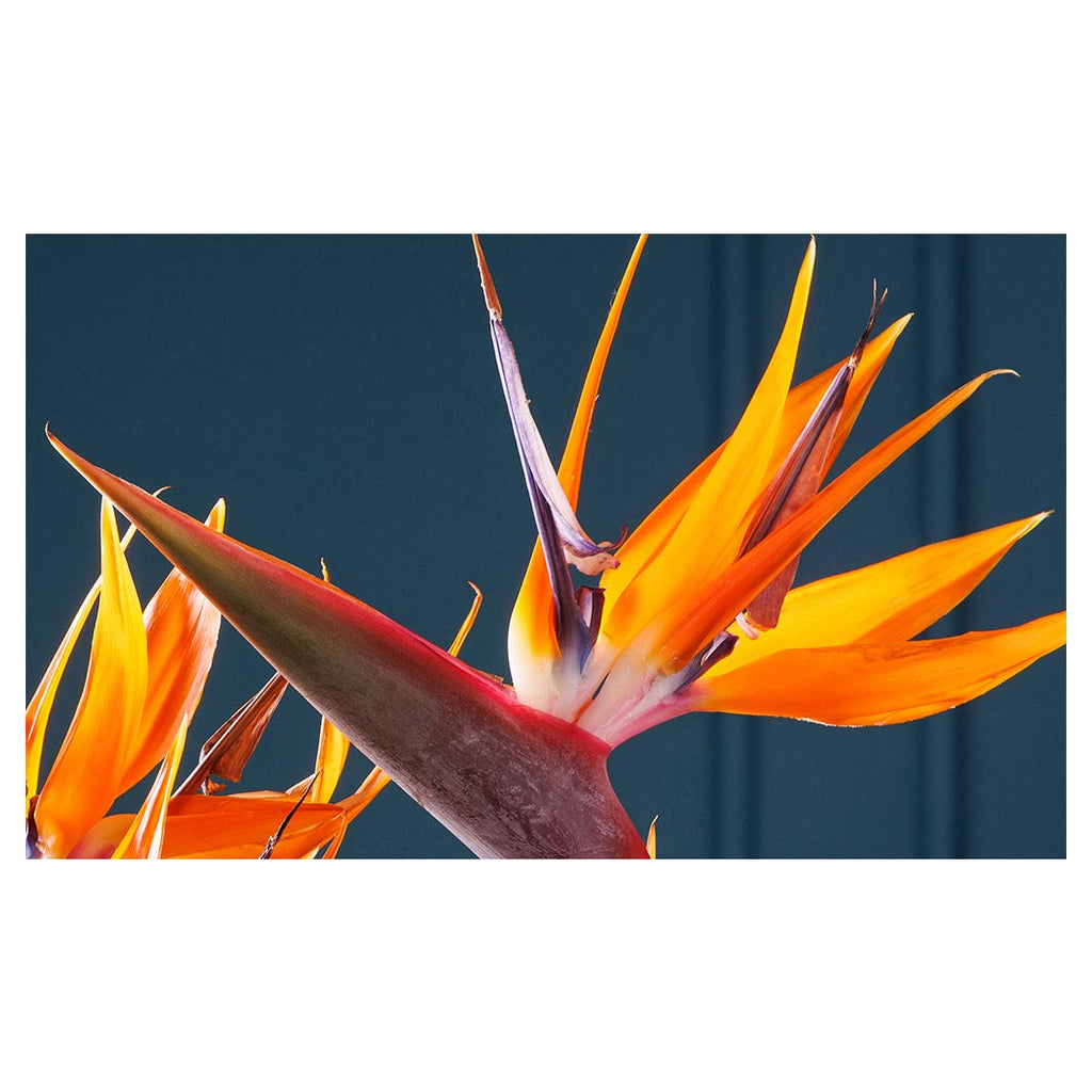 STRELITZIA TRIO ON RICH BLUE TABLECLOTH