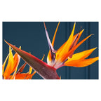 STRELITZIA TRIO ON RICH BLUE TABLECLOTH