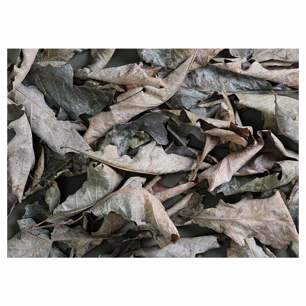 MONOCHROMATIC GREY GREEN LEAVES TABLECLOTH