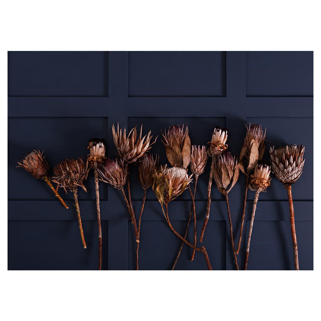 GOLDEN PROTEA ARRANGEMENT ON DARK BLUE TABLECLOTH