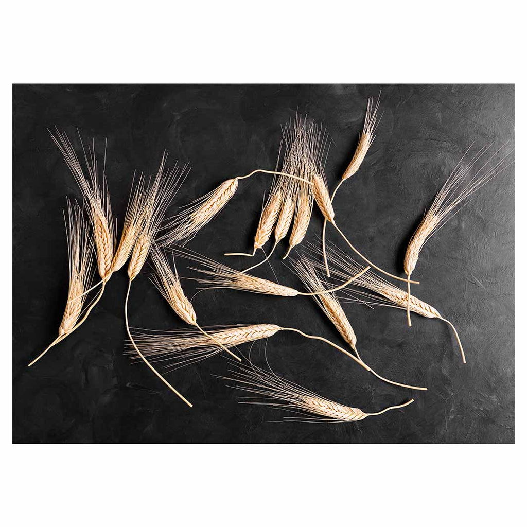 SCATTERED WHEAT ON BLACK TABLECLOTH